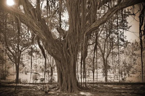 Avatar Tree - Drought