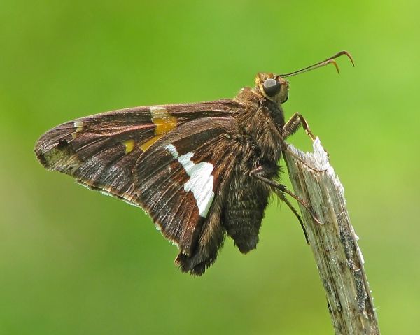 Silver-spotted skipper in the ironweed