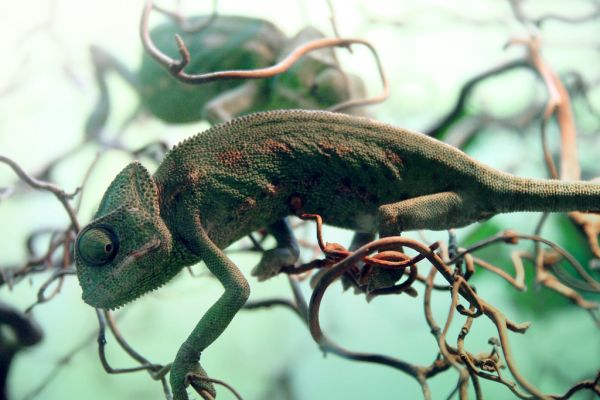 David Chameleon gives his New Year's Address