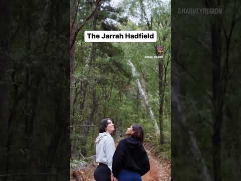 Australia’s BIGGEST Jarrah tree 🌳🤯