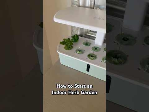 Affordable Indoor Gardening: growing herbs in LetPot Air🪴 #indoorgardening #hydroponics #herbs