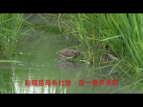 台中霧峰區發現彩鷸彩鷸生活Painted Snipe social life